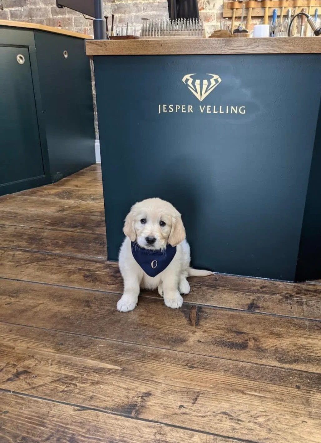 Our Office Dog in our Canterbury, Kent Jewellery Workshop